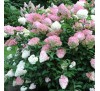 Гортензия Пинк Леди (Pink Lady) С 2,5;  3 года